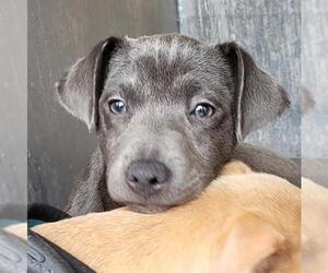 American Staffordshire Terrier-Unknown Mix Dogs for adoption in San Antonio, TX, USA