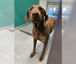 Labrador Retriever-Unknown Mix Dogs for adoption in Visalia, CA, USA