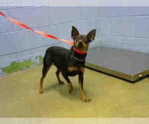 Miniature Pinscher Dogs for adoption in Moreno Valley, CA, USA