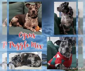 Puggle Dogs for adoption in Franklinton, LA, USA