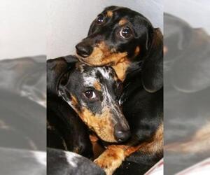 Dachshund Dogs for adoption in Warwick, RI, USA