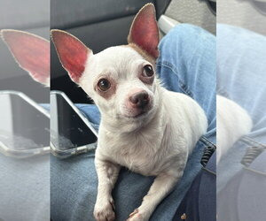 Chihuahua Dogs for adoption in Bolivar, MO, USA