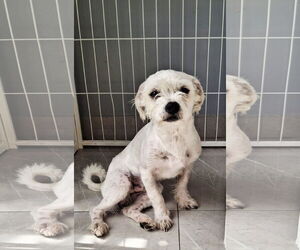 Maltese-Unknown Mix Dogs for adoption in Miami, FL, USA