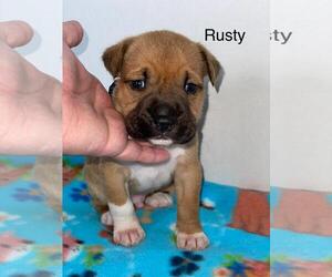 American Pit Bull Terrier-Labrador Retriever Mix Dogs for adoption in Incline Village, NV, USA