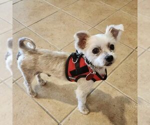 Maltese-Unknown Mix Dogs for adoption in Spring Lake, NC, USA