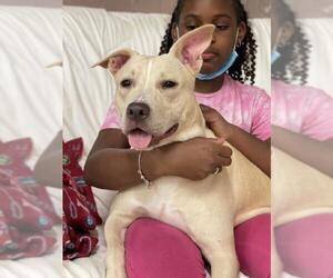 American Staffordshire Terrier-Carolina Dog Mix Dogs for adoption in Decatur, GA, USA