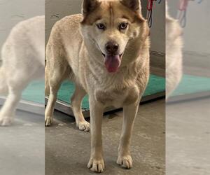 Siberian Husky Dogs for adoption in Camarillo, CA, USA