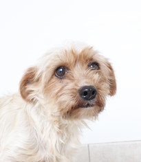Havanese Dogs for adoption in Eden Prairie, MN, USA