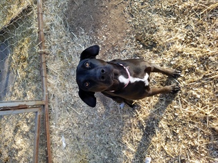 Labrador Retriever-Unknown Mix Dogs for adoption in Duncan, OK, USA
