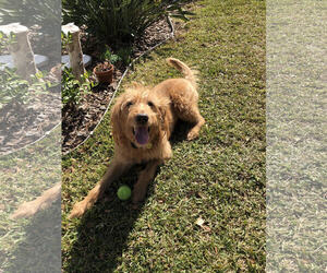 Goldendoodle Dogs for adoption in Tampa, FL, USA