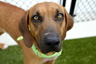 Redbone Coonhound Dogs for adoption in Bryan, TX, USA