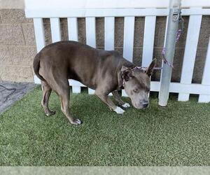 Mutt Dogs for adoption in Modesto, CA, USA