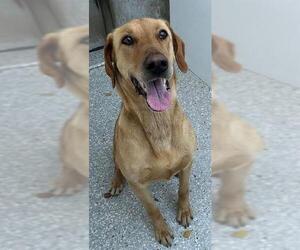 Labrador Retriever-Unknown Mix Dogs for adoption in Lodi, CA, USA