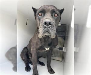 Mutt Dogs for adoption in Houston, TX, USA