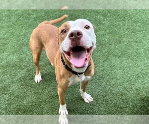 American Pit Bull Terrier-Unknown Mix Dogs for adoption in West Palm Beach, FL, USA