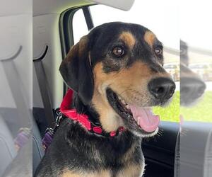 Black and Tan Coonhound-Labrador Retriever Mix Dogs for adoption in Newnan, GA, USA