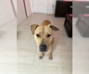 American Staffordshire Terrier-Unknown Mix Dogs for adoption in miami, FL, USA