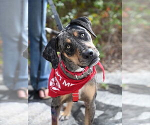 Catahoula Leopard Dog-Unknown Mix Dogs for adoption in Wakefield, RI, USA