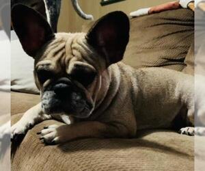 French Bulldog Dogs for adoption in Chambersburg, PA, USA