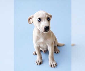 Carolina Dog-Labrador Retriever Mix Dogs for adoption in San Diego, CA, USA