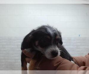 - Mix Dogs for adoption in San Bernardino, CA, USA