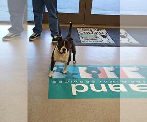 American Pit Bull Terrier-Unknown Mix Dogs for adoption in Upland, CA, USA