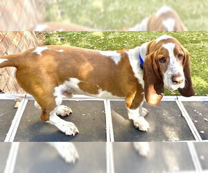 Basset Hound Dogs for adoption in Petaluma, CA, USA