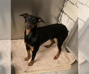 Doberman Pinscher Dogs for adoption in Long Beach, CA, USA