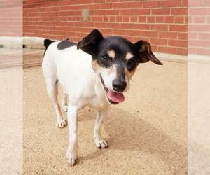 Rat Terrier Dogs for adoption in Bardstown, KY, USA