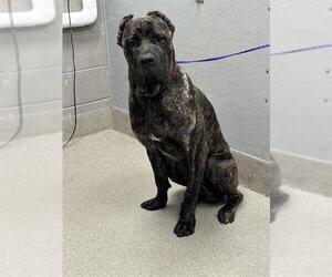 Presa Canario-Unknown Mix Dogs for adoption in Las Vegas, NV, USA