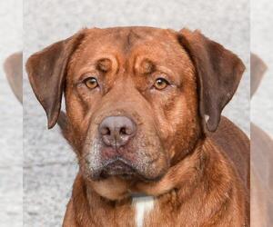Muscle Mastiff Dogs for adoption in Huntley, IL, USA