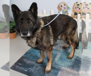 German Shepherd Dog Dogs for adoption in Newfoundland, PA, USA