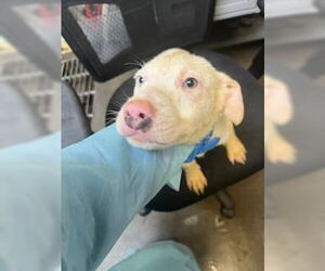 Labrador Retriever-Unknown Mix Dogs for adoption in Stockton, CA, USA