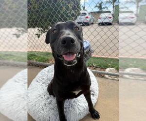 Labrador Retriever-Unknown Mix Dogs for adoption in Chula Vista, CA, USA