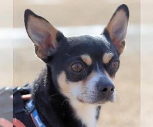 Chihuahua Dogs for adoption in Estherville, IA, USA
