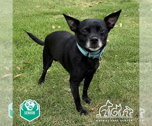 Chihuahua-Unknown Mix Dogs for adoption in Irvine, CA, USA
