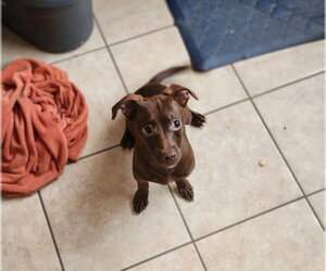 Chiweenie Dogs for adoption in Tracy City, TN, USA