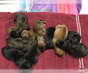 German Shepherd Dog-Unknown Mix Dogs for adoption in Riverside, CA, USA