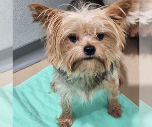 Mutt Dogs for adoption in Walnutport, PA, USA