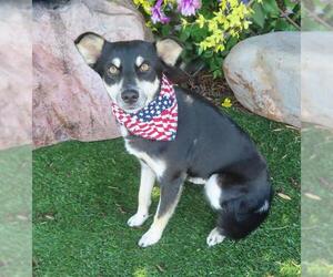 Alaskan Klee Kai-Unknown Mix Dogs for adoption in Oklahoma City, OK, USA