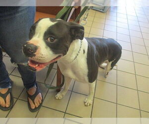 Boxer Dogs for adoption in Ocala, FL, USA