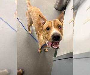 Carolina Dog-Unknown Mix Dogs for adoption in Corpus Christi, TX, USA