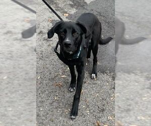 Labrador Retriever-Unknown Mix Dogs for adoption in Dellslow, WV, USA