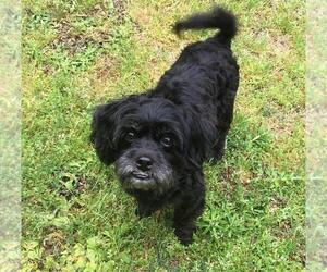 ShihPoo Dogs for adoption in Fayetteville, GA, USA