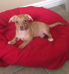 Chiweenie Dogs for adoption in Santa Clarita, CA, USA