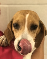 Beagle Dogs for adoption in Akron, OH, USA