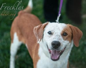 English Springer Spaniel Dogs for adoption in Cheyenne, WY, USA