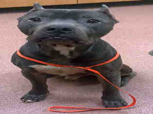 American Pit Bull Terrier Dogs for adoption in Ogden, UT, USA
