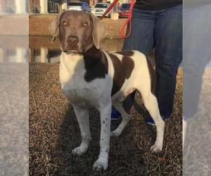 Weimaraner Dogs for adoption in Pembroke, GA, USA