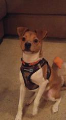 Jack-A-Bee Dogs for adoption in Leonardtown, MD, USA